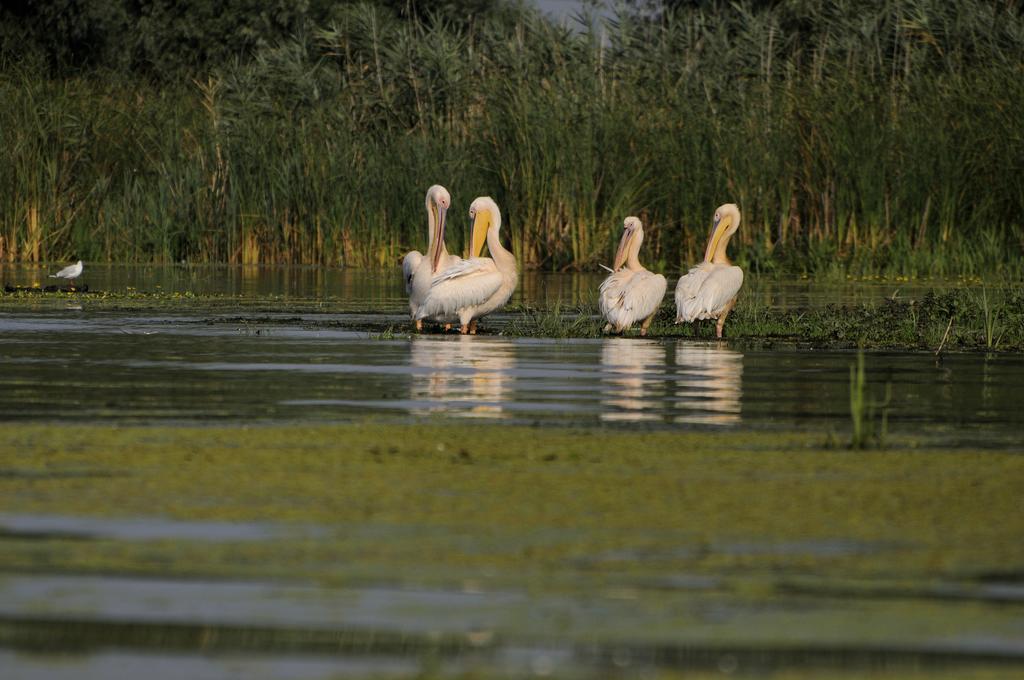 Vila Delta Travel - Mila 23 Mila Douăzeci şi Trei エクステリア 写真